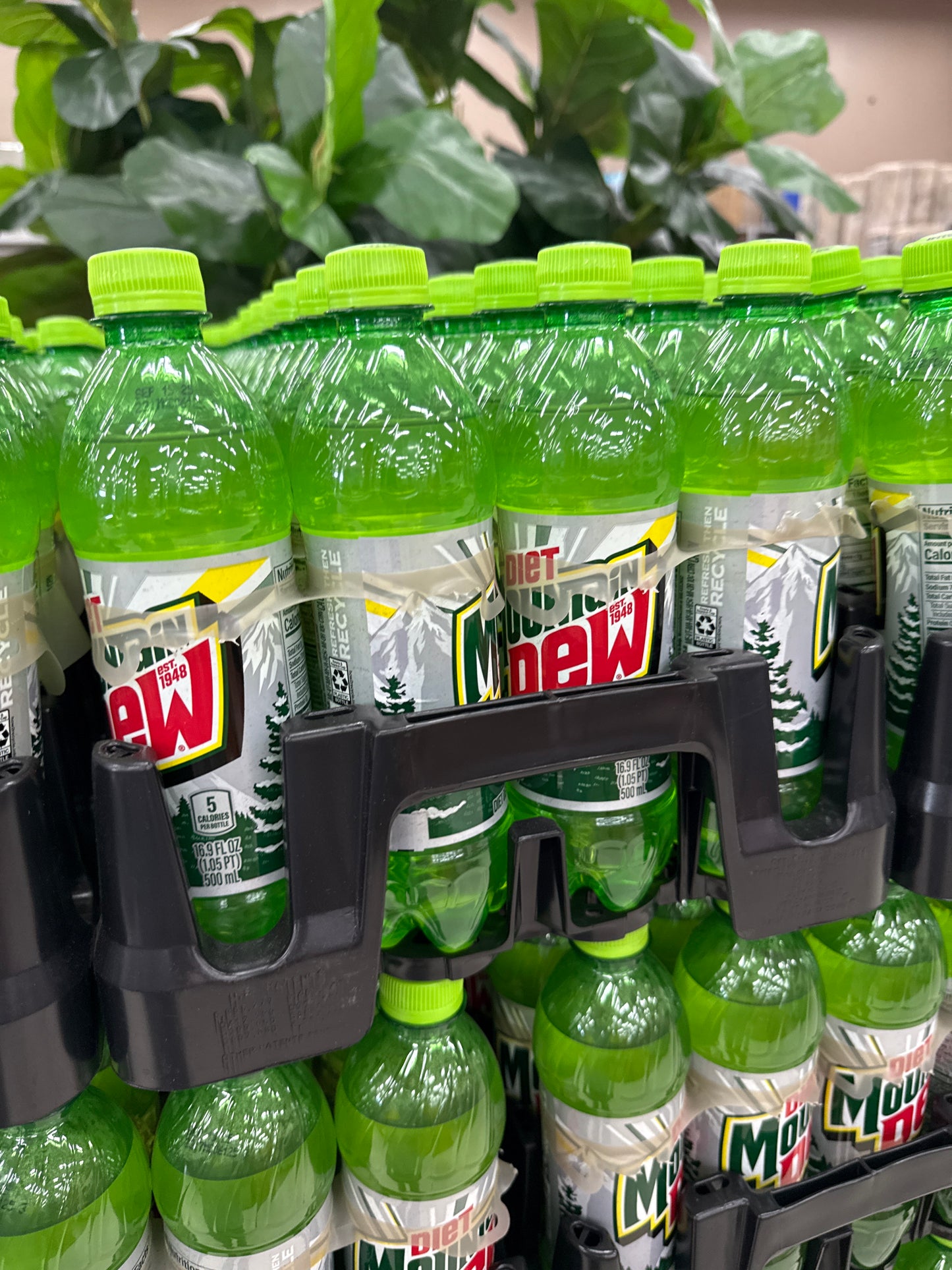 Diet Mtn Dew 6 pack